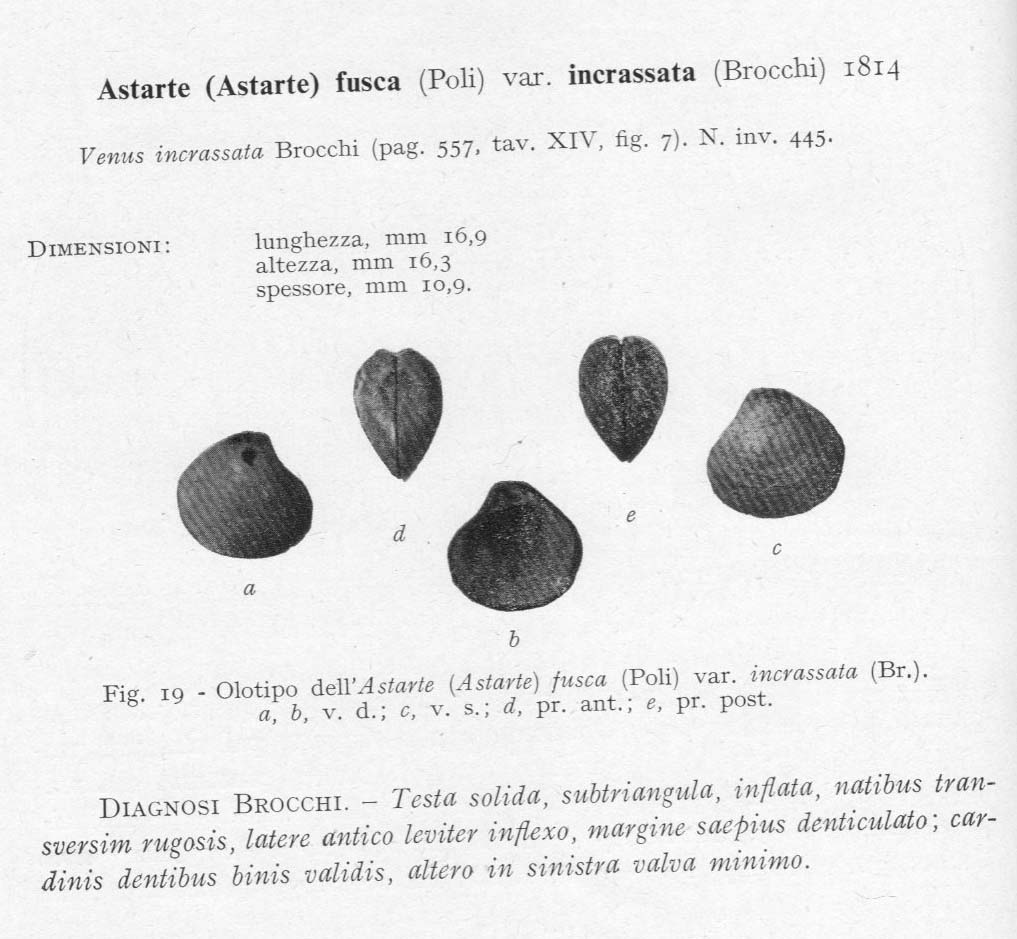 Bivalve pliocenico 01